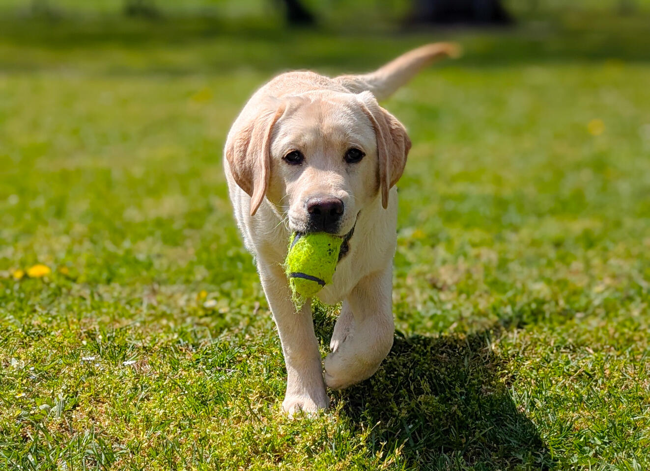 Ball retriever.